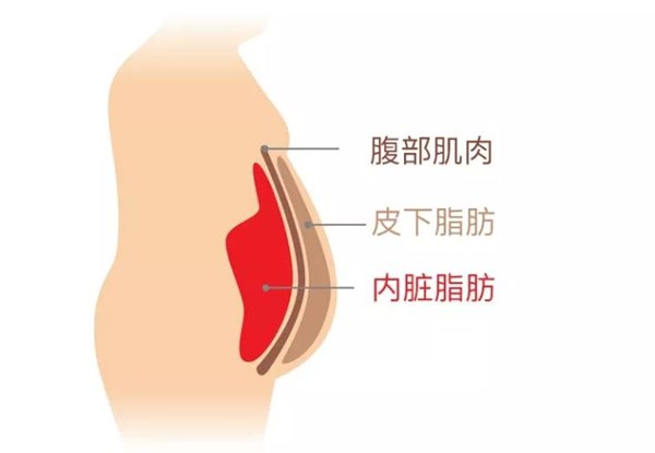 米兰·(milan)中国官方网站體育為您講解:內臟脂肪要怎么減